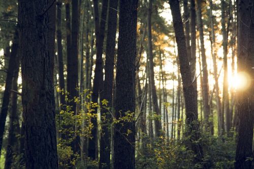 forest trees wood