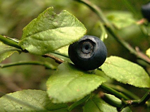 forest blueberries bilberry