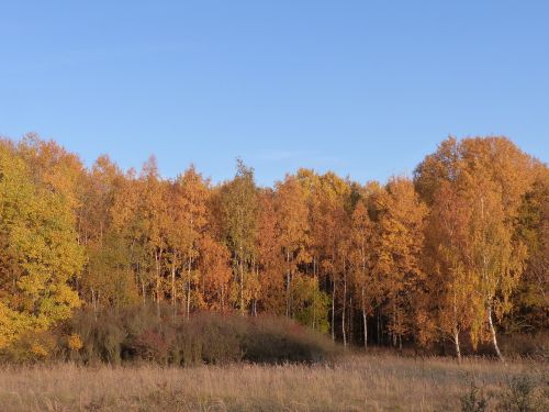 forest leaves autumn