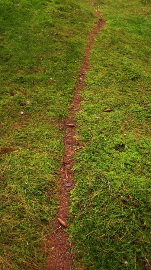 forest the path autumn