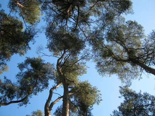 forest nature trees