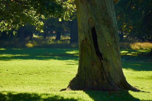 forest nature tree