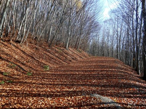 forest leaves autumn