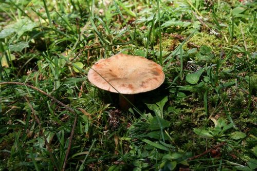 forest mushroom delicious deliciosus