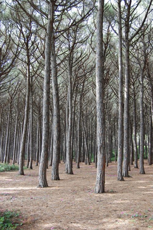 forest nature trees