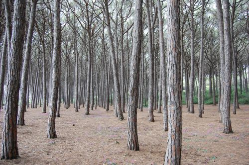 forest nature trees