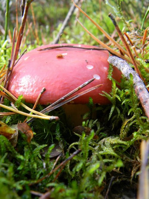 mushrooms forest red