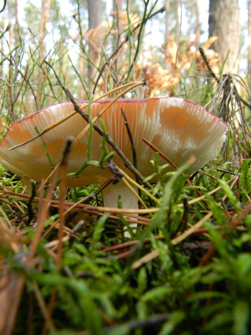 forest autumn mushrooms