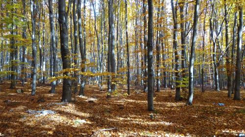 forest tree nature