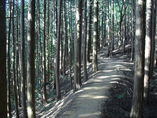 forest mountain path sunbeams