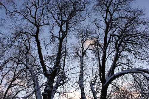 forest tree nature