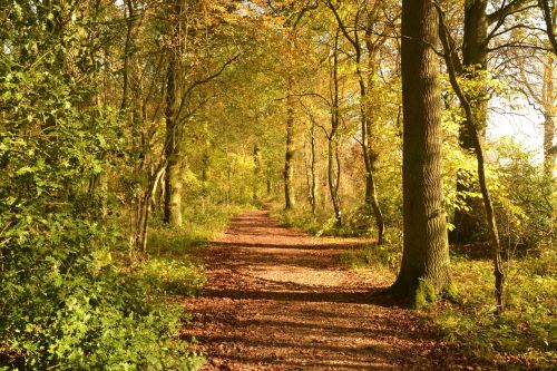 forest path autumn