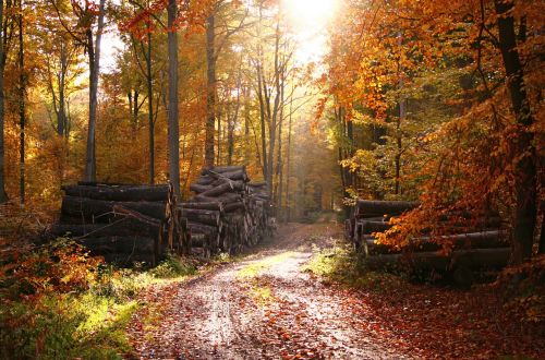 forest fairy forest autumn