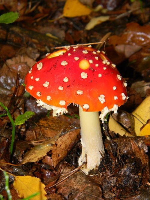 forest fly agaric red mushrooms