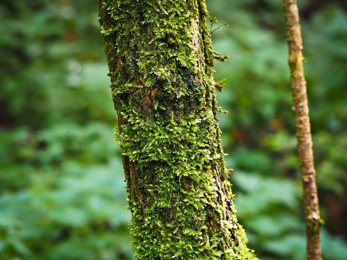 forest tree nature