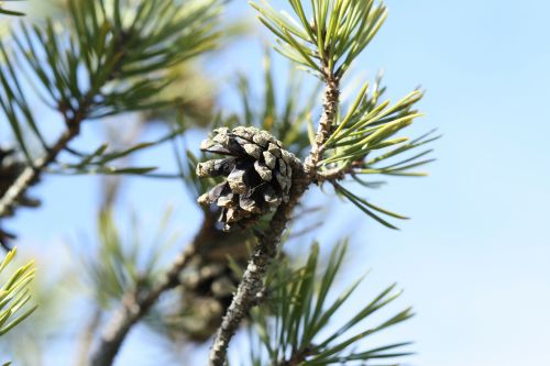 forest cone branch