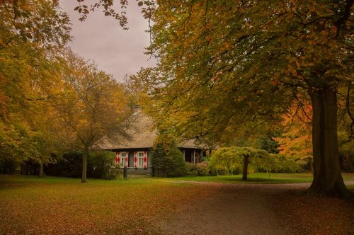 forest house tree