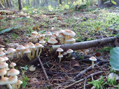 forest mushroom nature