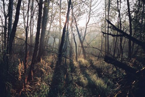 forest dawn summer