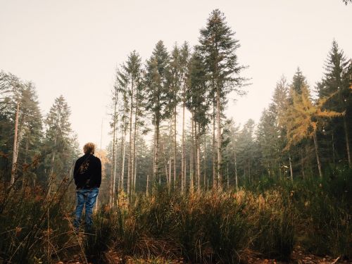 forest viewing nature