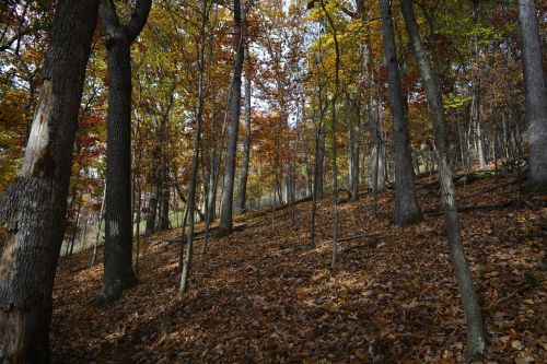 forest woods nature