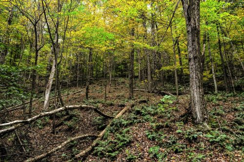 forest woods nature