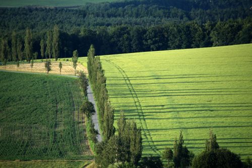 forest meadow field