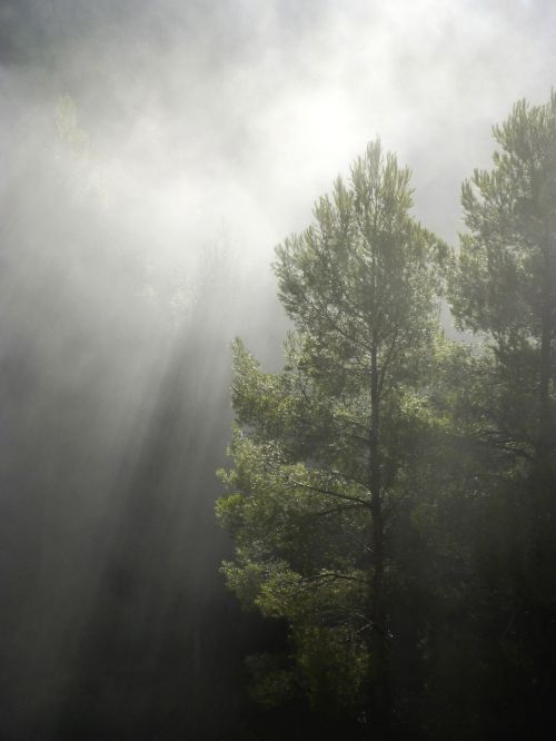 forest fog ray of sunshine