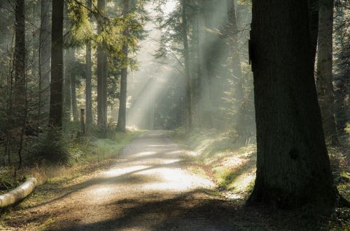 forest glade landscape