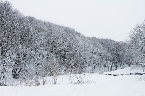 forest winter winter forest