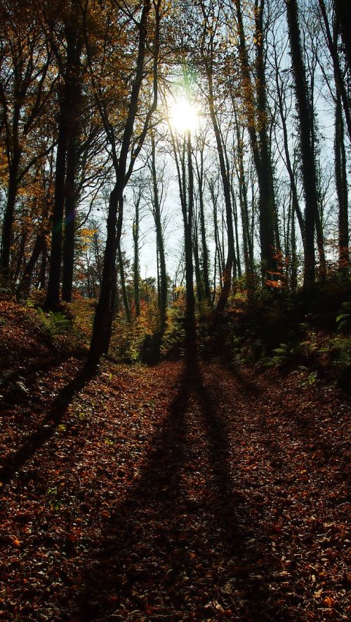 forest autumn shadow