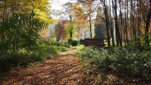 forest autumn shadow