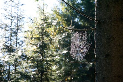 forest spider web sweden