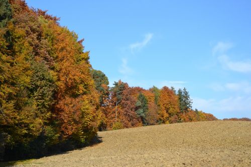 forest autumn arable