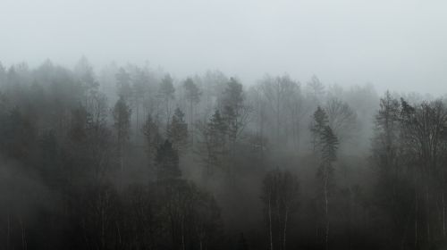 forest fog weather