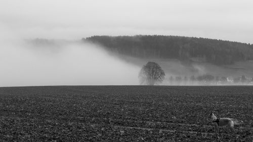 forest tree fog