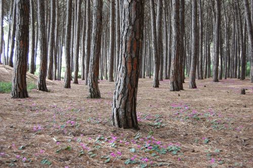 forest nature trees