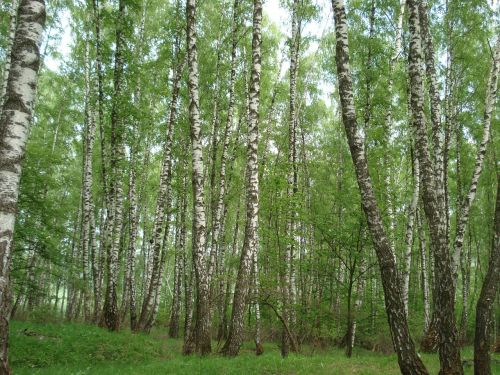 forest birch russia