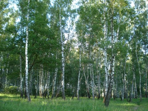 forest birch russia