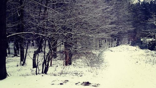 forest winter snow