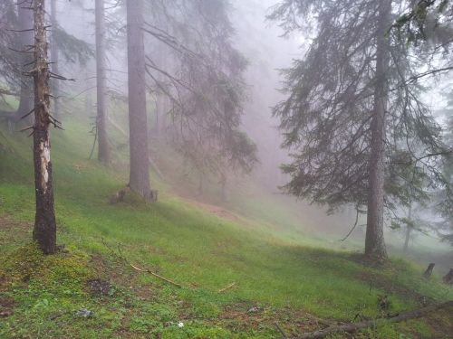 forest fog nature