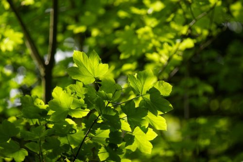 forest leaves leaf