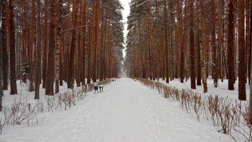 forest park snow winter nature