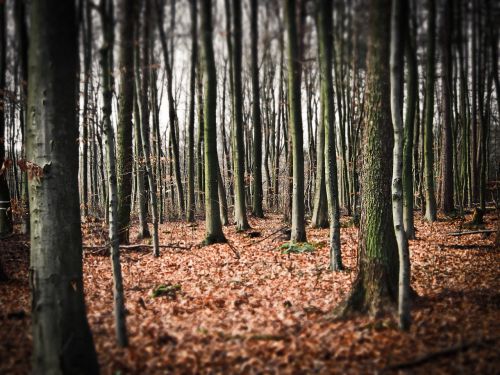 forest trees nature