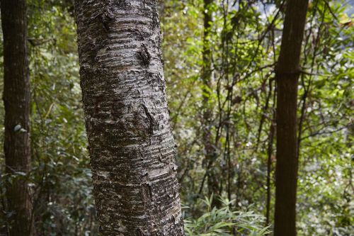 forest tree the scenery