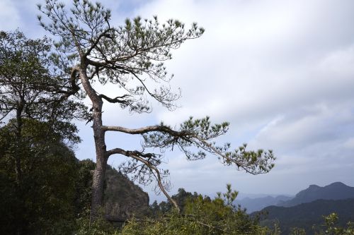 forest tree pine