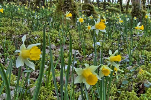 forest daffodils undergrowth