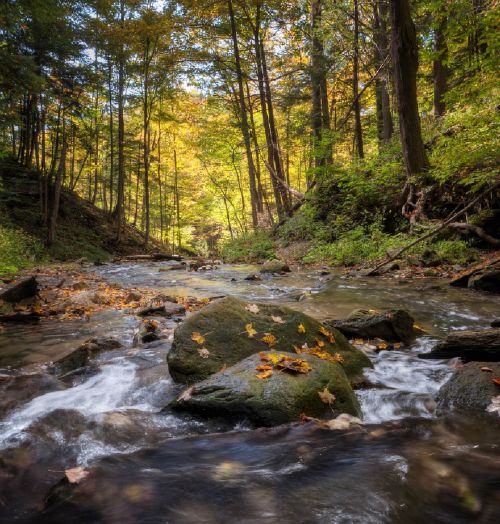 forest creek flowing