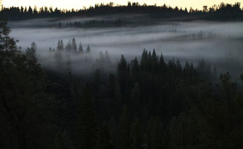 forest fog wood
