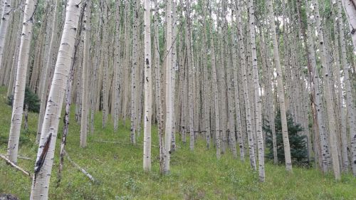 forest aspen trees